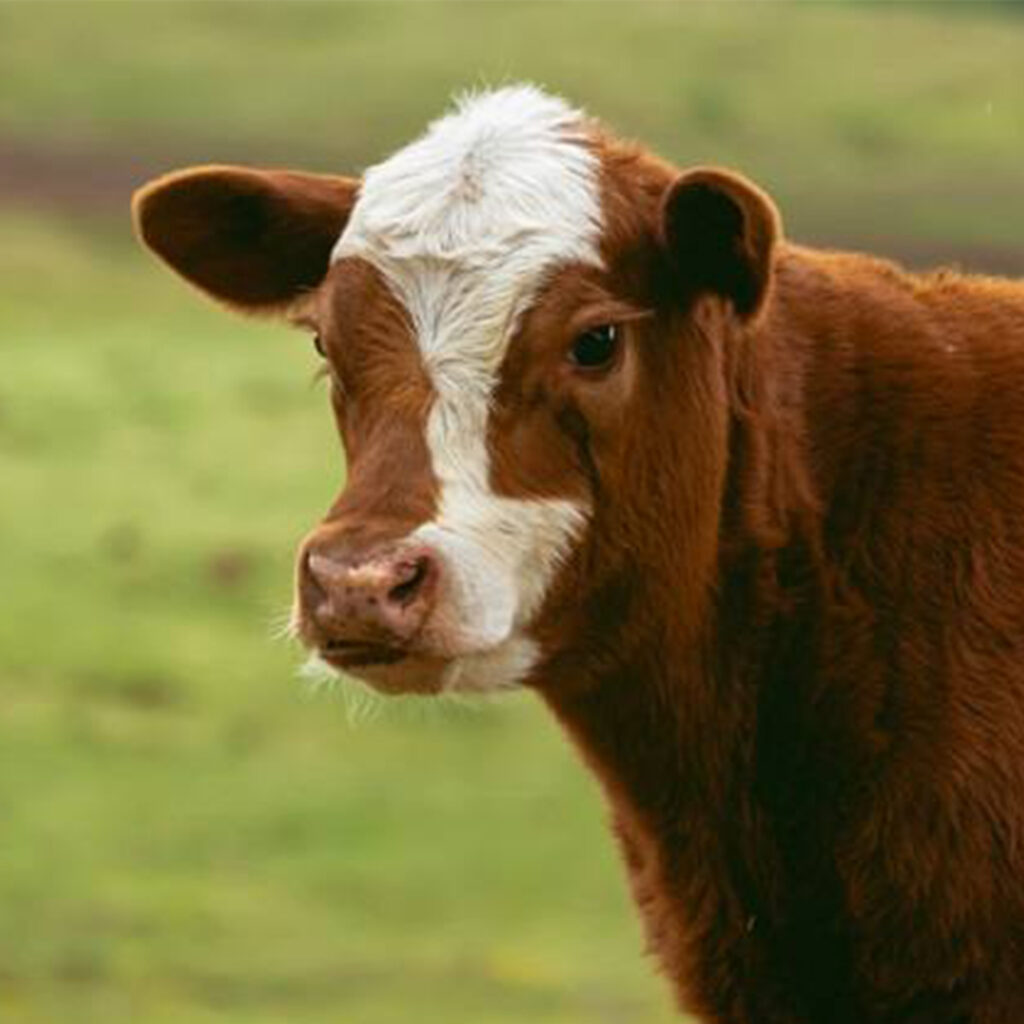 Bovino vaca marrón