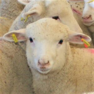 Servicios Técnicos Veterinarios oveja blanca