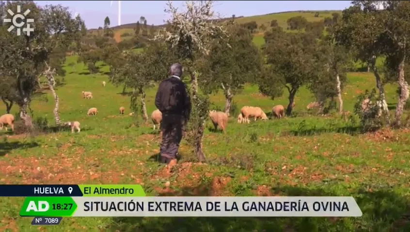 Ganadero observando un rebaño de ovejas en dehesa en El Almendro (Huelva) durante una situación crítica para la ganadería ovina.